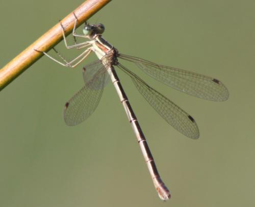 Réf. 348 112 : Lestes barbarus